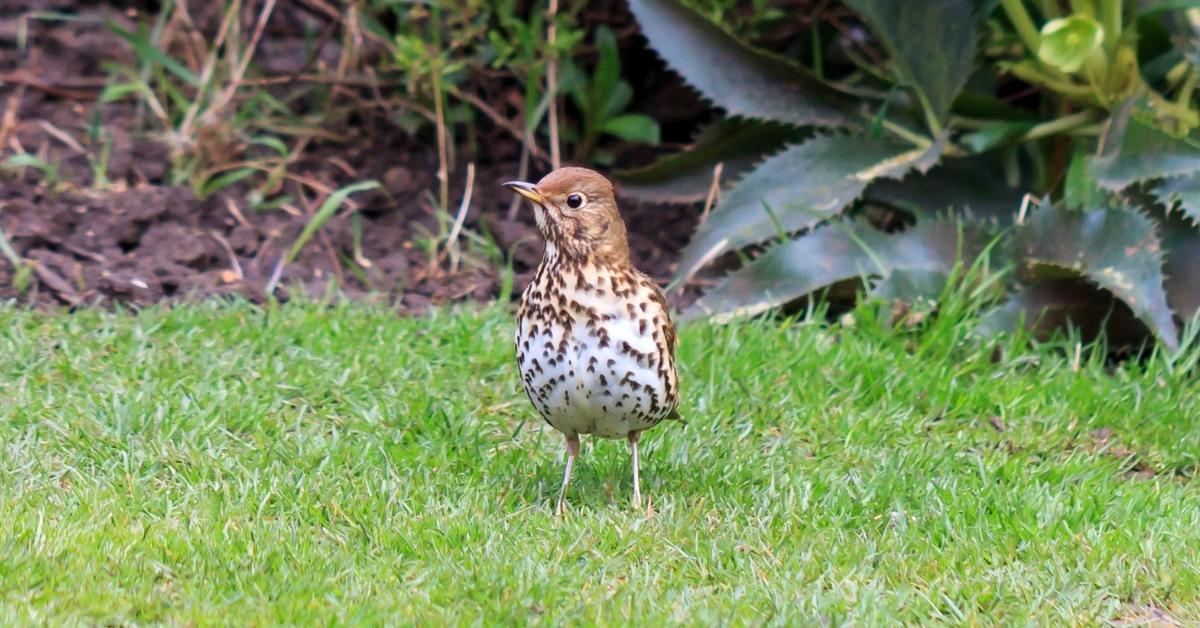 Song thrush on a lawn. The song thrush is one of several species that prefer to feed on the ground.