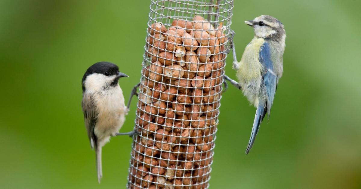 A willow tit and a juvenile blue tit sharing a peanut feeder