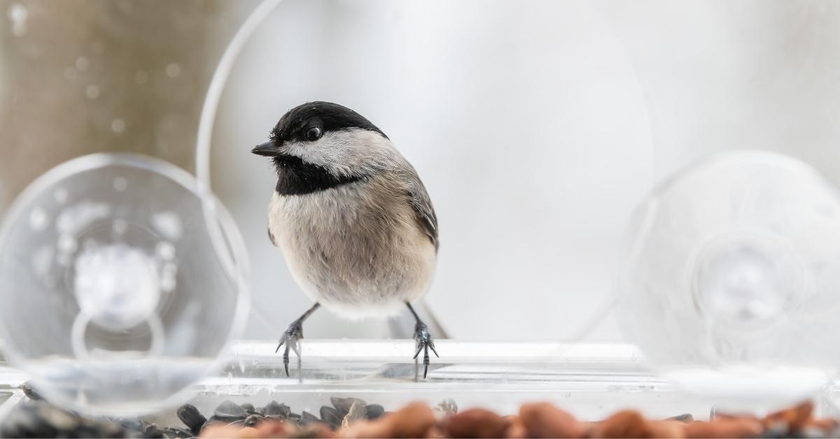 A willow tit on a window feeder
