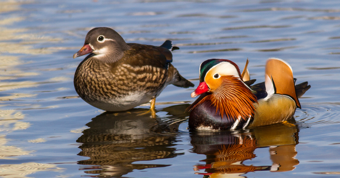 Pair of Mandarin ducks