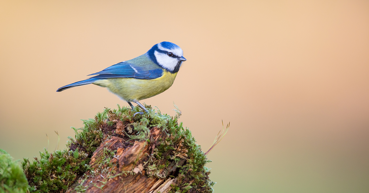 Bluetit