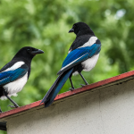 LEAD IMAGE – Magpies