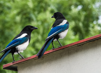Two magpies perched on a roof