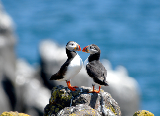 Two puffins perched on a rock