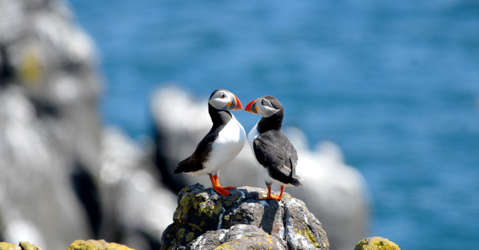 Two puffins perched on a rock