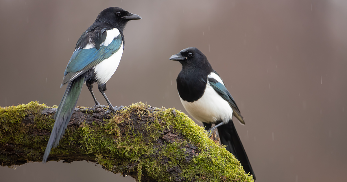 Magpies