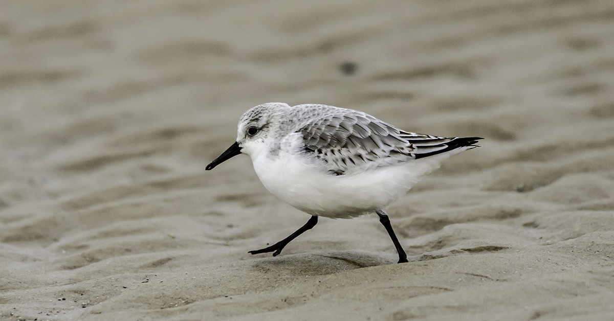 British Coastal Birds - Happy Beaks Blog