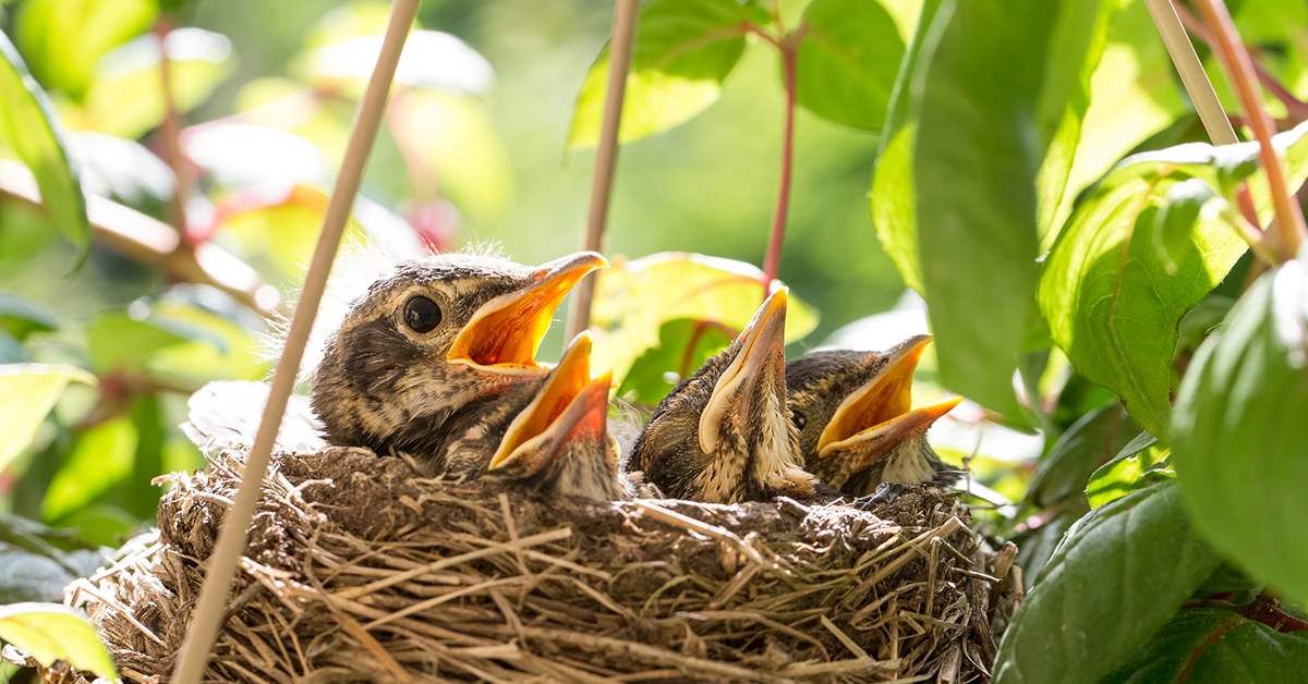 When To Help A Baby Bird, And When To Leave It Alone