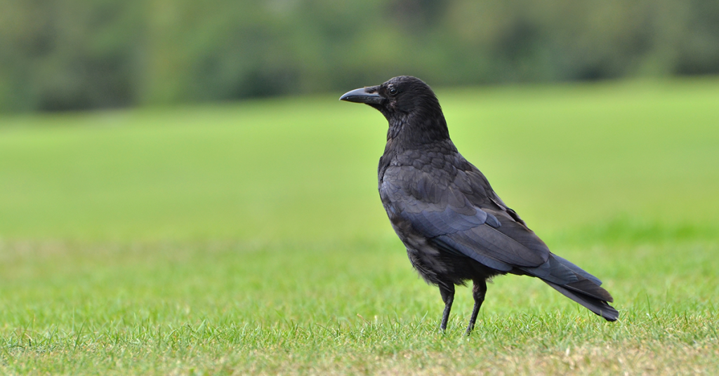 How to tell corvids apart - Happy Beaks Blog