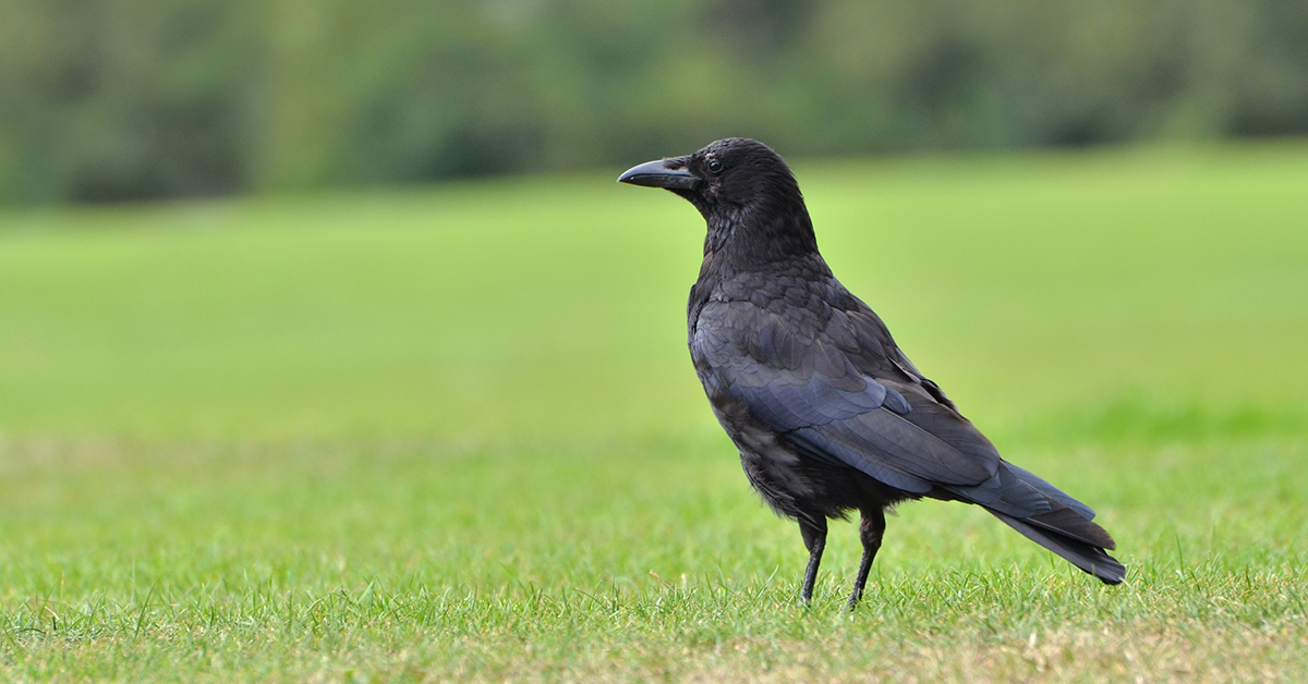 Rook, crow or raven? How to tell them apart - Woodland Trust