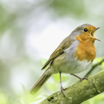 How to care for birds in spring