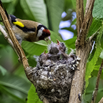 How to care for birds in summer
