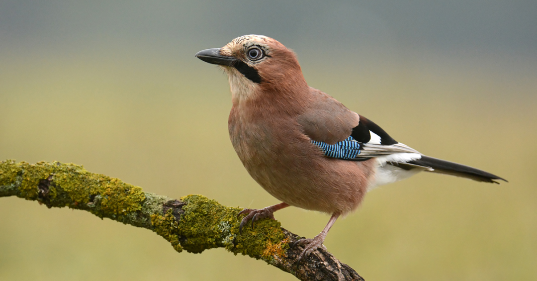 How to tell corvids apart - Happy Beaks Blog