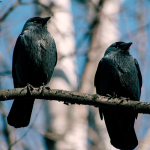 How to tell corvids apart