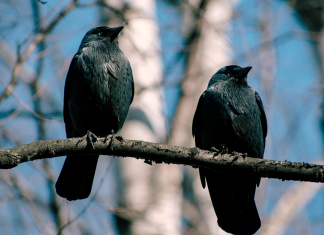 How to tell corvids apart