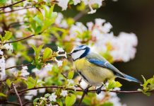 How to Care for Garden Birds in Spring Spring Garden Birds