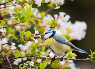 Spring Garden Birds
