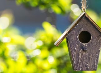 How to care for birds in summer
