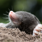 6 fun facts about moles