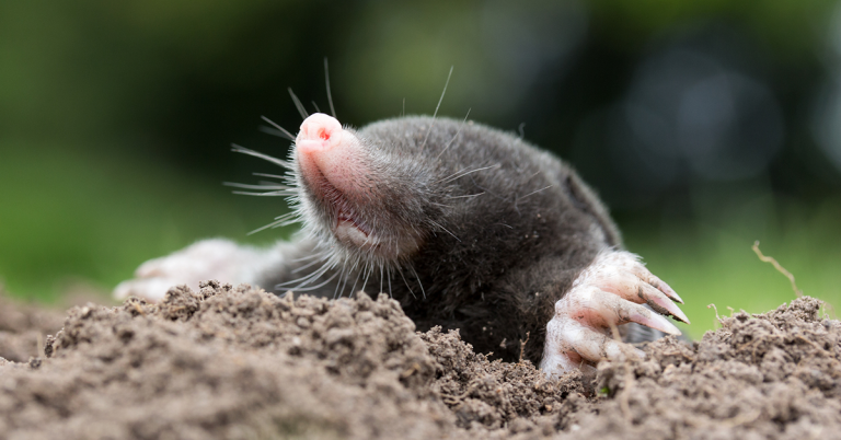 6 fun facts about moles - Happy Beaks Blog