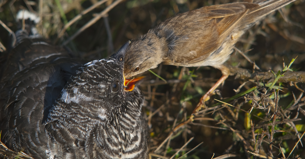 The Life Cycle of the Cuckoo - Happy Beaks Blog