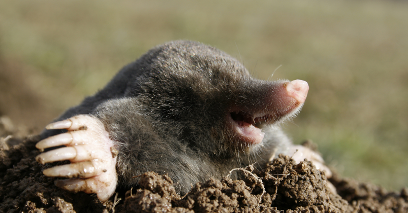 6 fun facts about moles - Happy Beaks Blog