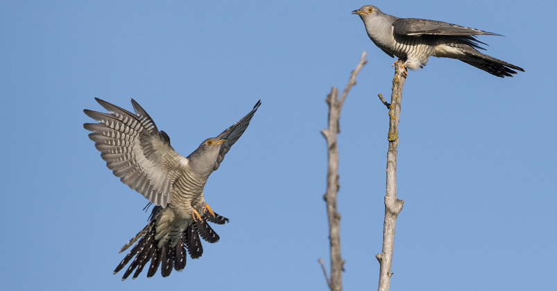 The Life Cycle of the Cuckoo - Happy Beaks Blog