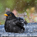All you need to know about birdbaths