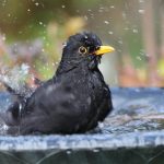 Blackbird bathing feature image