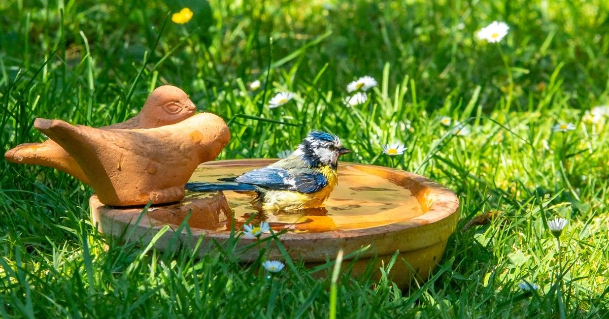 where is best place to put bird bath