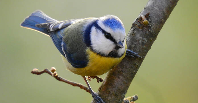 Guide to British tits - Happy Beaks Blog