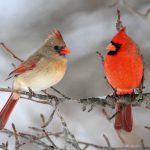 Cardinals In Snow