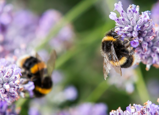Guide to British bees