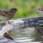 House sparrows bird bath