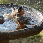 How to improve your birdbath