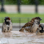 How to look after your birdbath