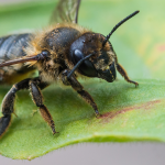 Leafcutter bee