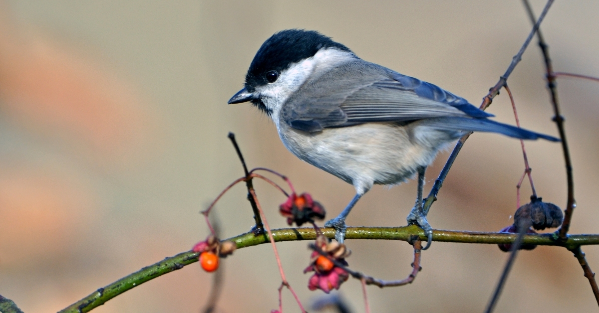 British tits - a painting of all 9 species of tits