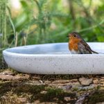 Robin bird bath