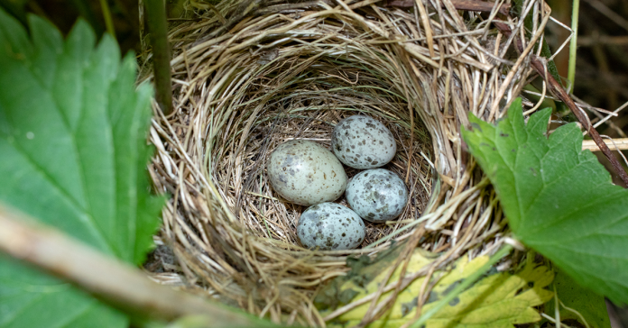 The Life Cycle of the Cuckoo - Happy Beaks Blog