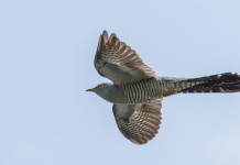 The Life Cycle of the Cuckoo - Happy Beaks Blog