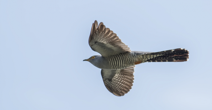 The Life Cycle of the Cuckoo - Happy Beaks Blog