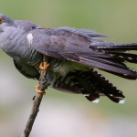 The common cuckoo