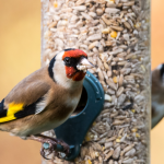 Why is good bird feeding hygiene important