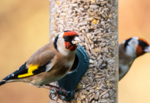 Why is good bird feeding hygiene important?