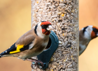 Why is good bird feeding hygiene important?