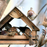 Why should you clean your feeders