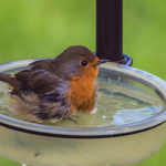 Why should you get a birdbath