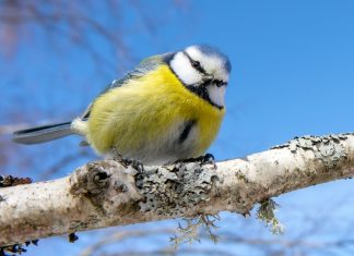 Guide to British tits