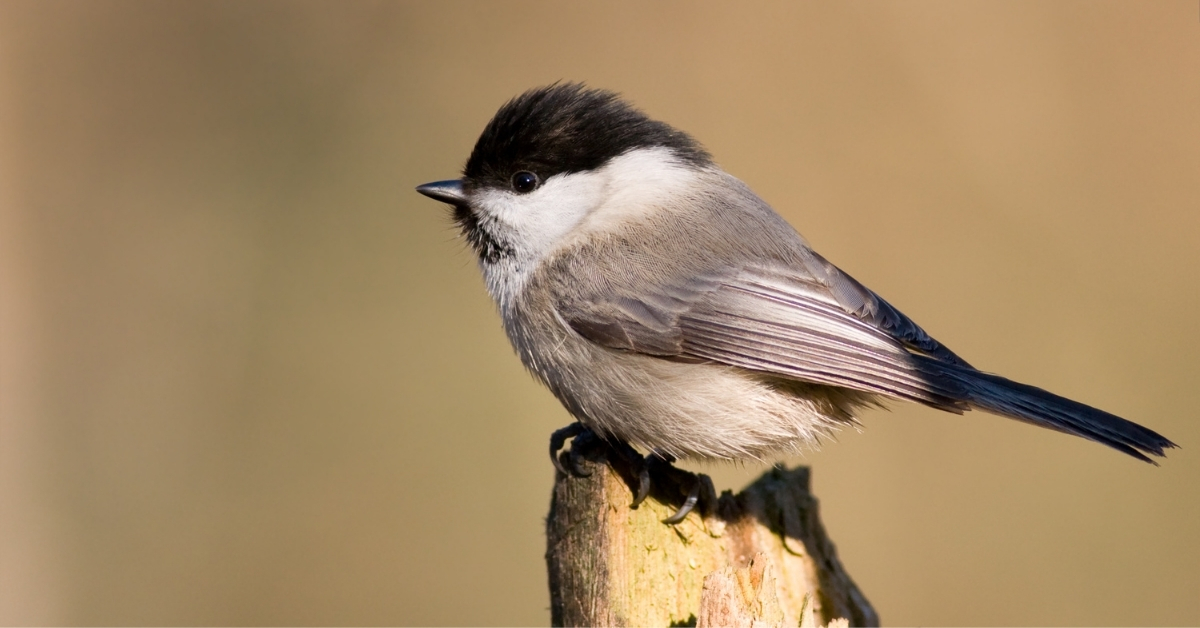 Biometrics of British Willow Tits (dotted lines) and Marsh Tits (solid